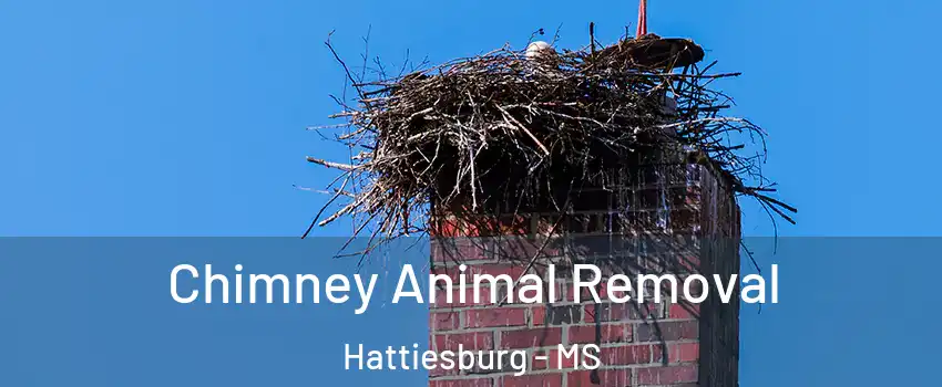 Chimney Animal Removal Hattiesburg - MS