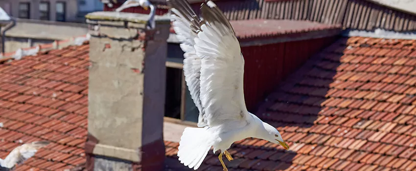 Residential Chimney Animal Removal Solution in Hattiesburg, MS