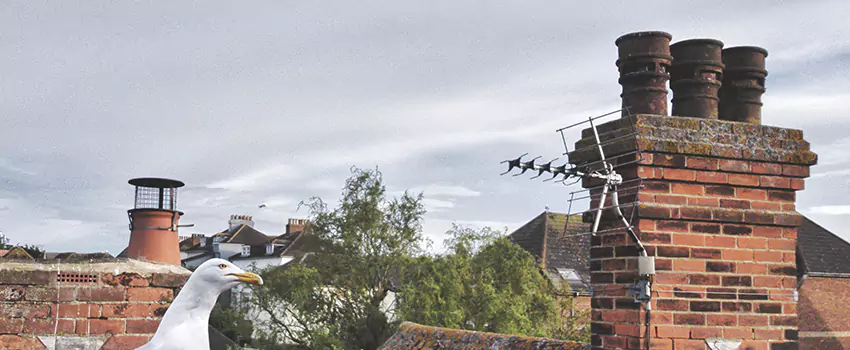 Chimney Cleaning And Restoration in Hattiesburg, Mississippi